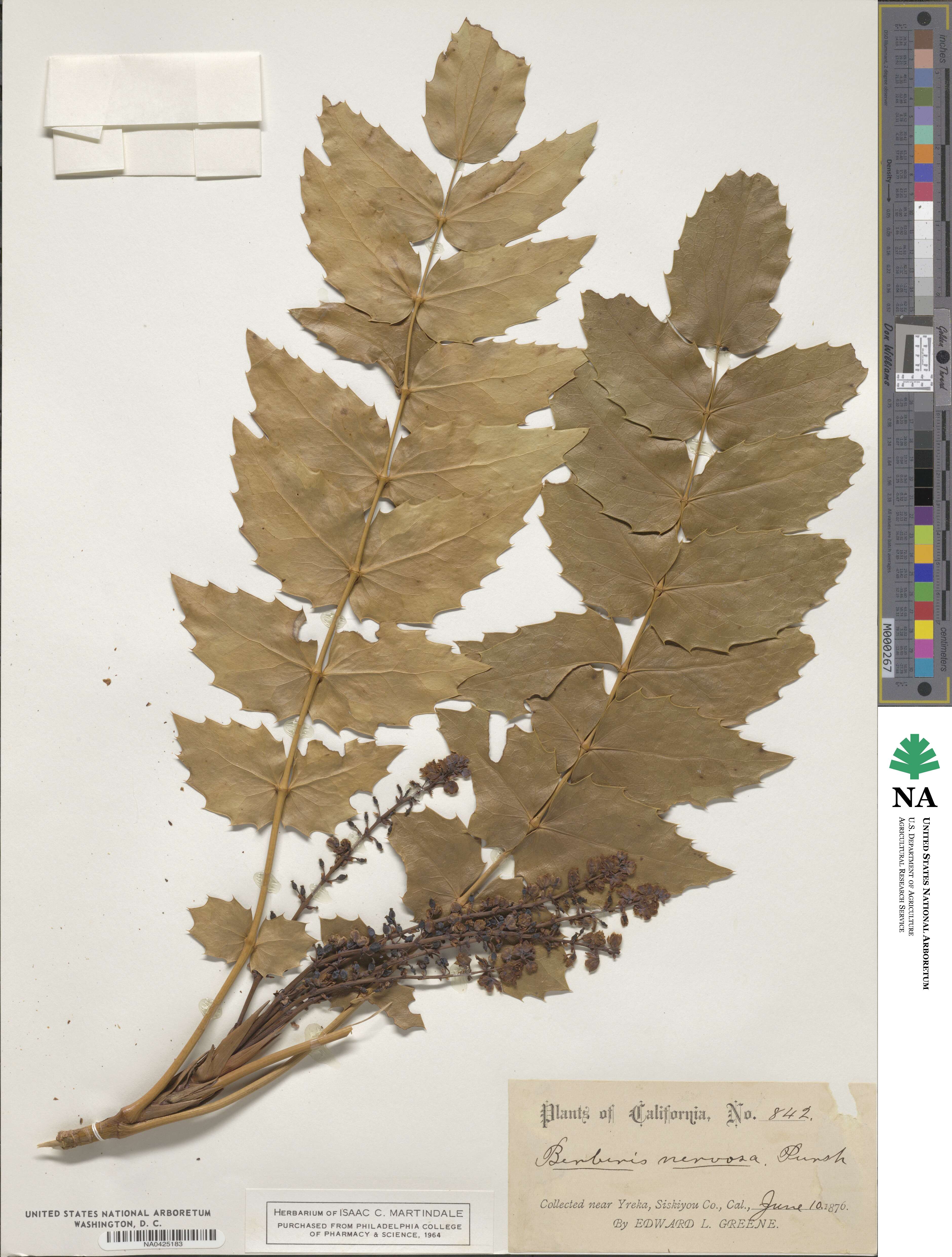 Mahonia nervosa image