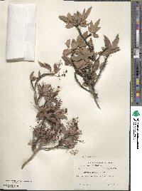 Alloberberis nevinii image