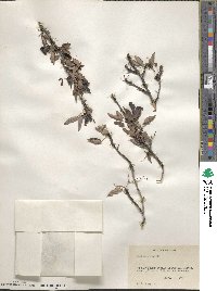 Alloberberis nevinii image