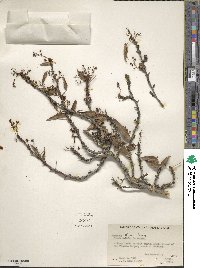 Alloberberis nevinii image