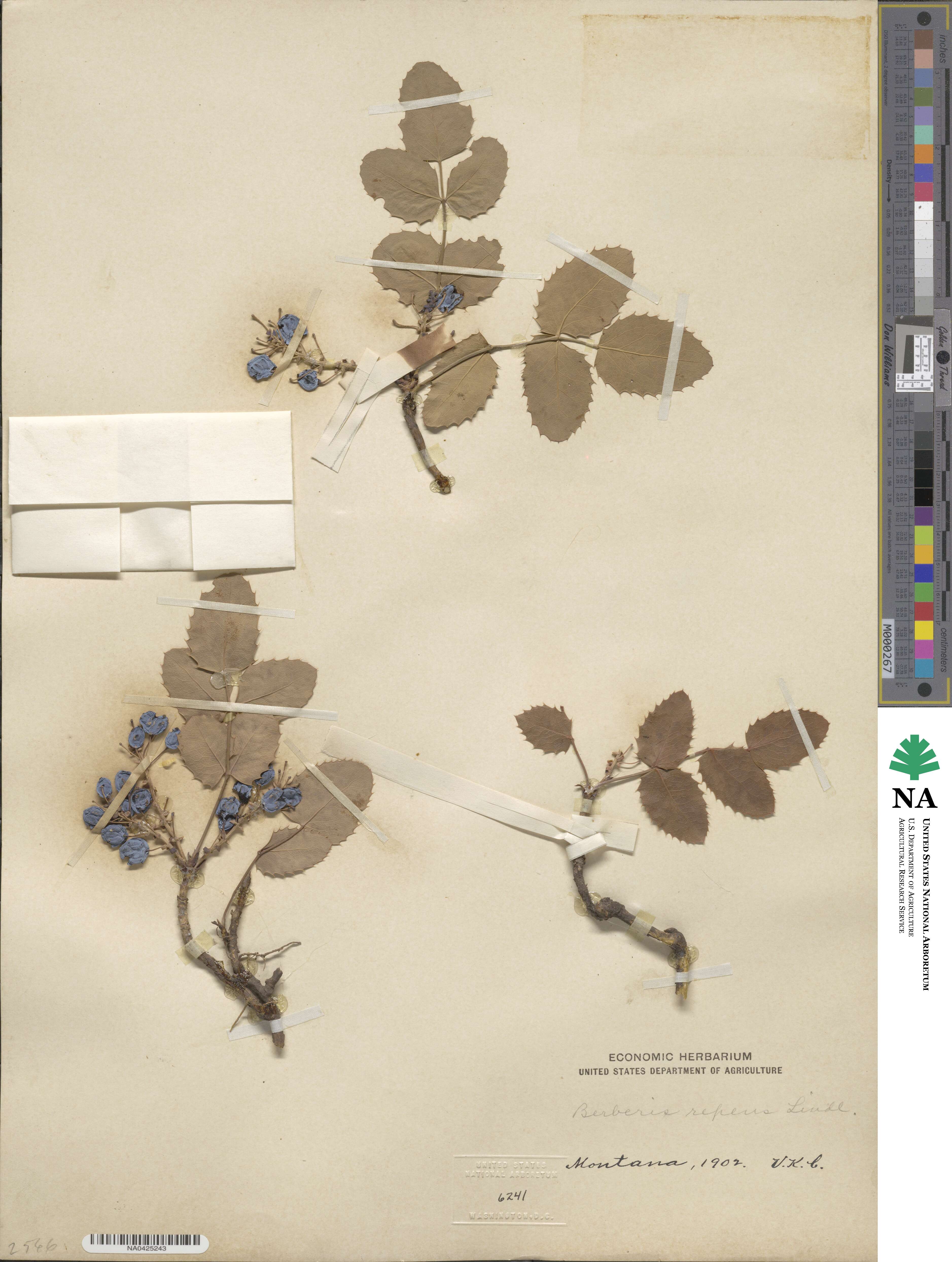 Mahonia repens image