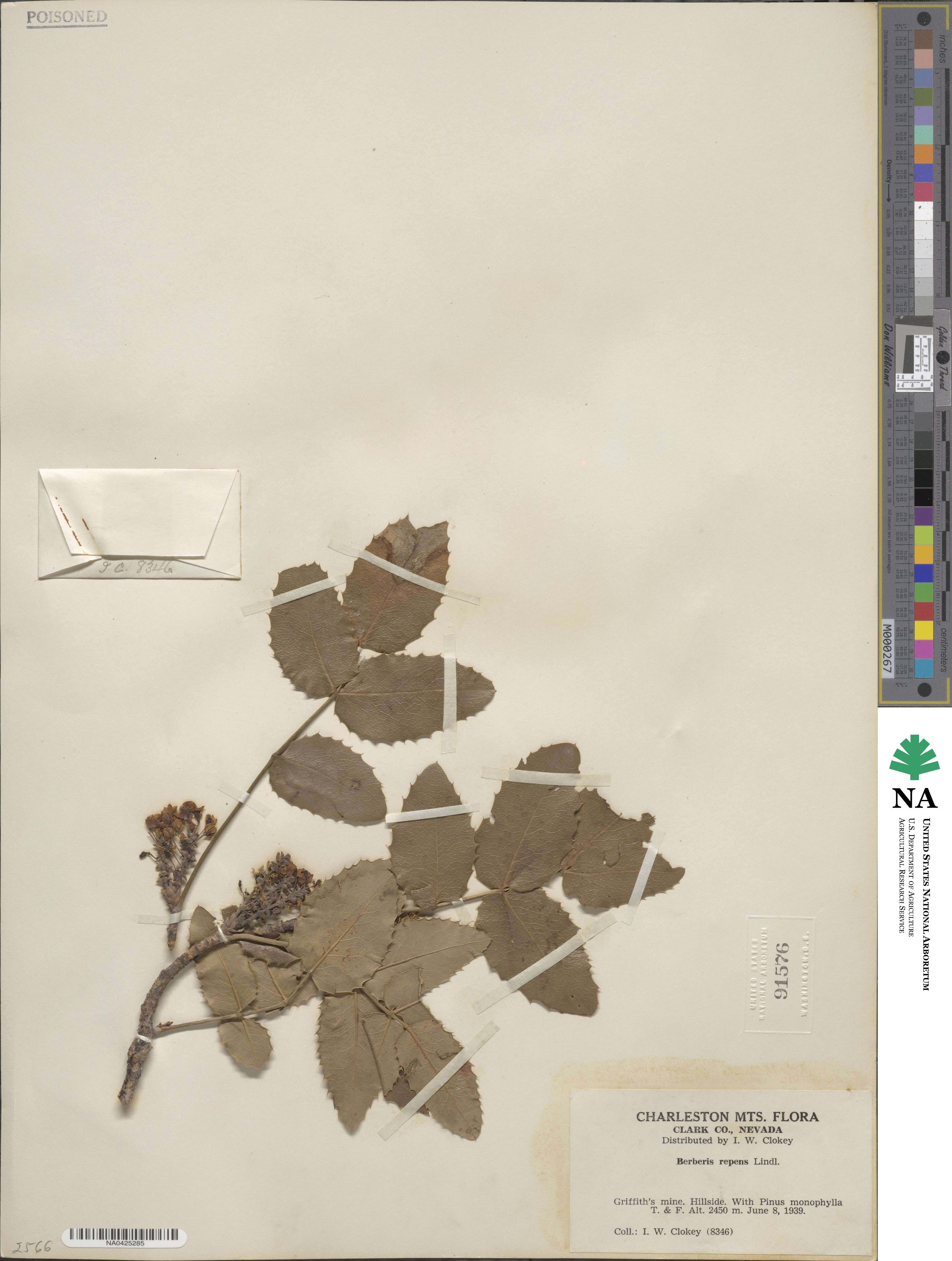 Mahonia image