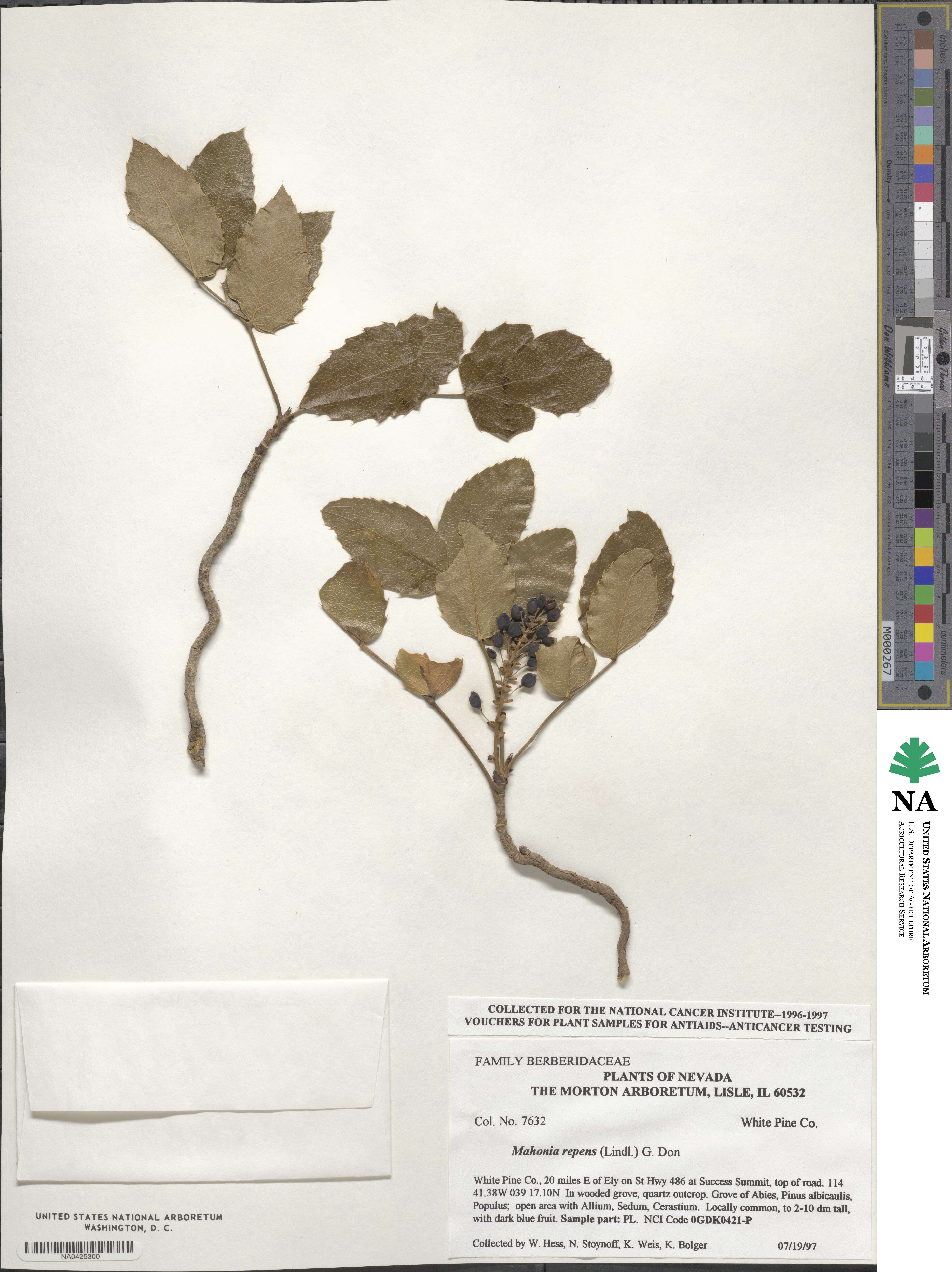 Mahonia repens image