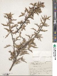 Alloberberis trifoliolata image