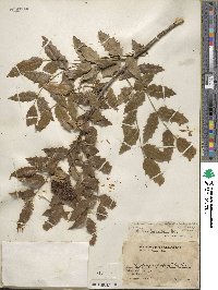 Mahonia moranensis image