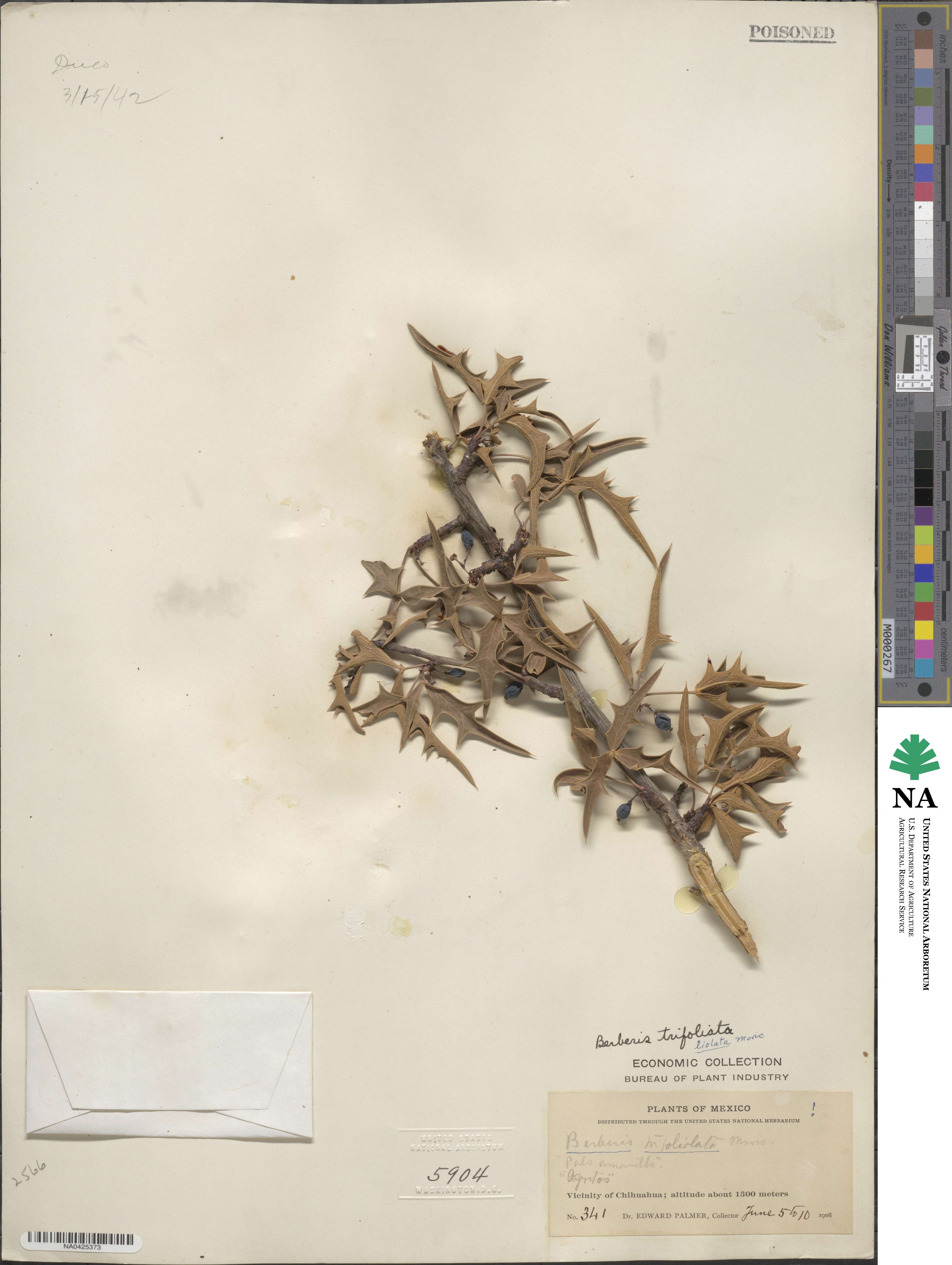 Alloberberis trifoliolata image