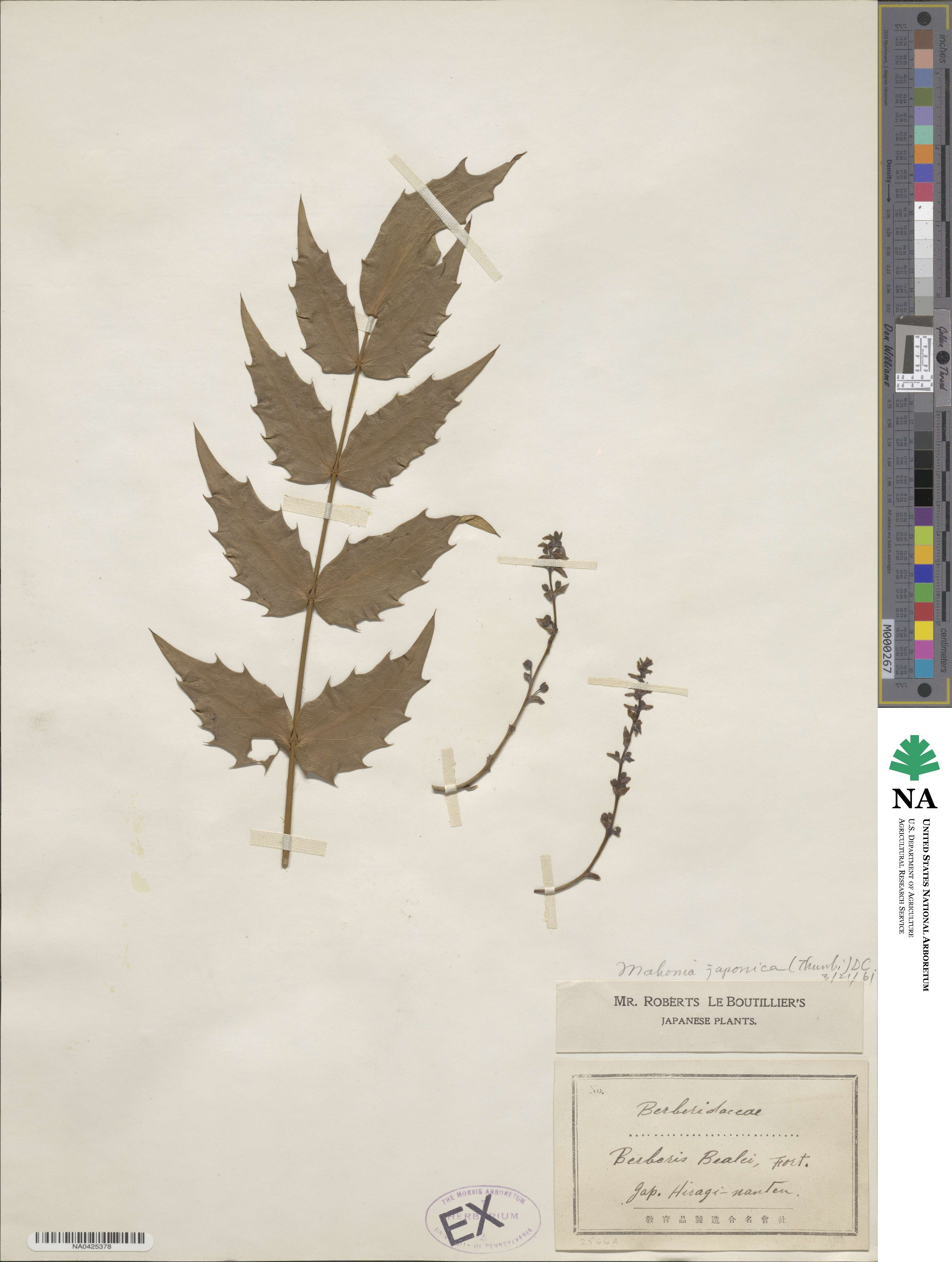 Mahonia japonica image