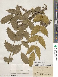 Mahonia japonica image