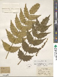 Mahonia japonica image