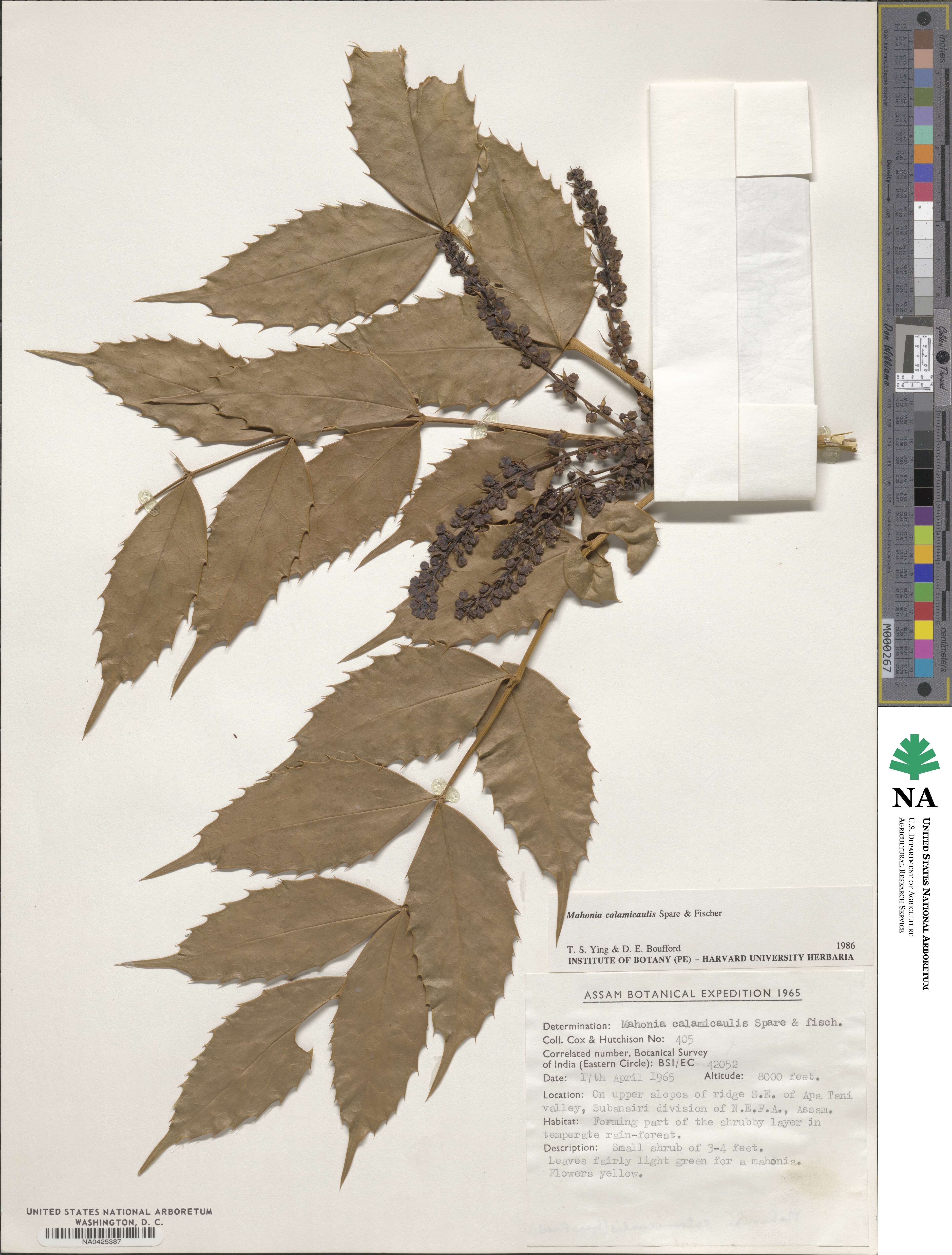 Mahonia calamicaulis image
