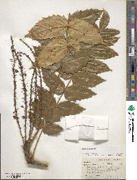 Mahonia napaulensis image