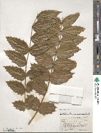 Mahonia napaulensis image