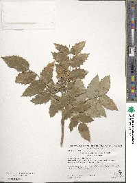 Mahonia aquifolium image