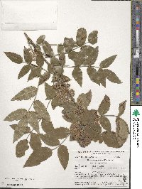 Mahonia aquifolium image