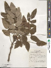 Mahonia aquifolium image