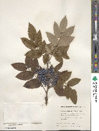 Mahonia aquifolium image