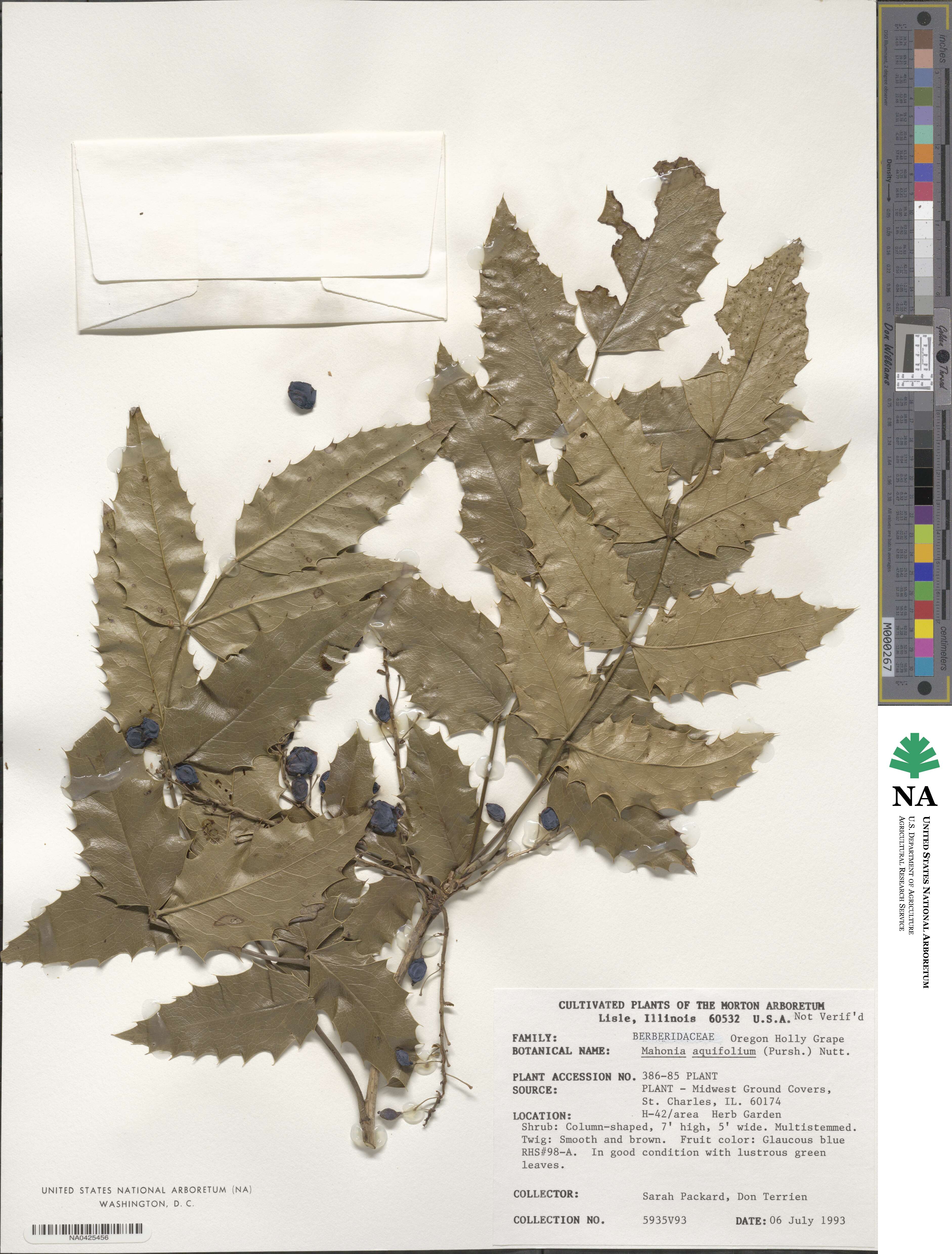 Mahonia aquifolium image