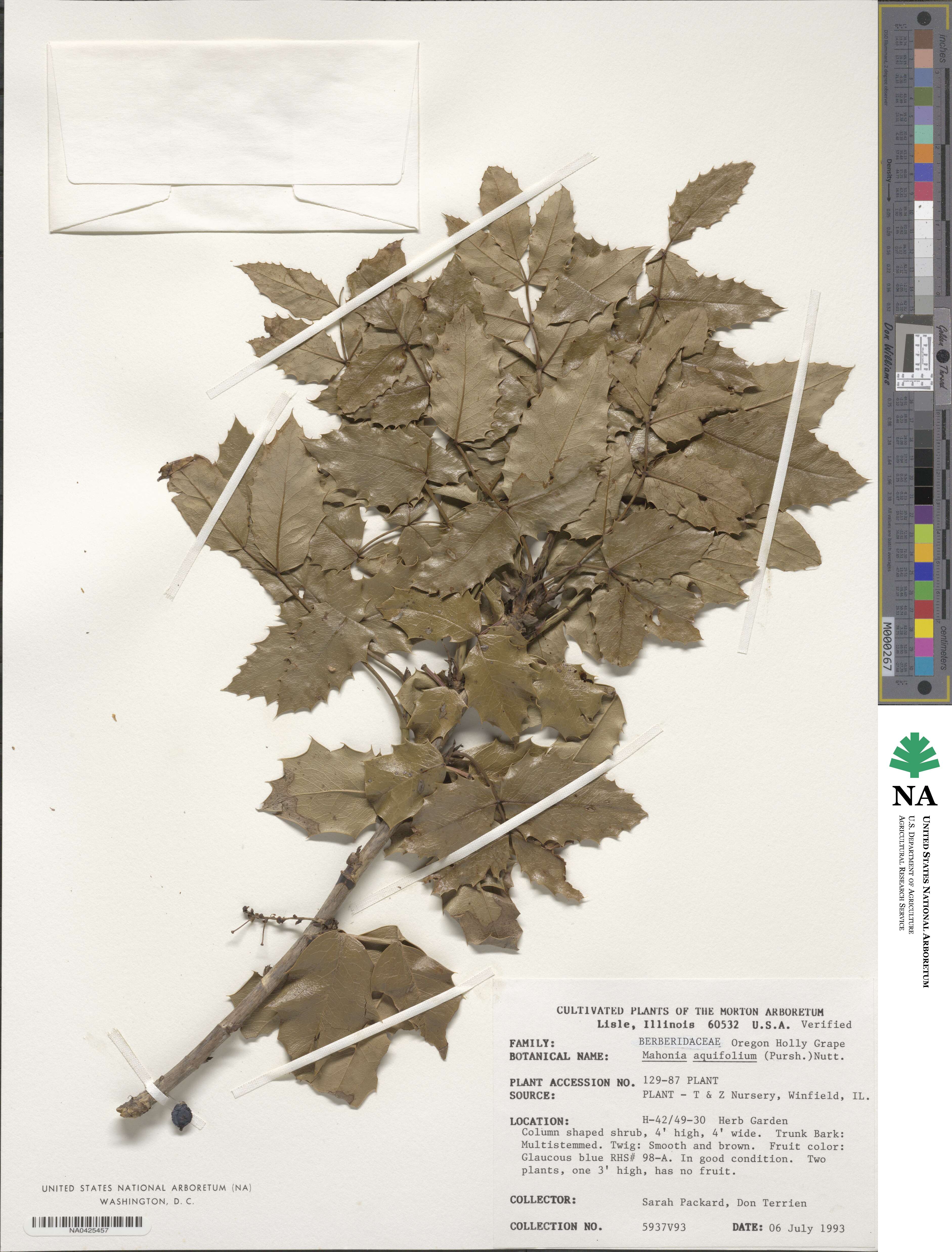 Mahonia aquifolium image