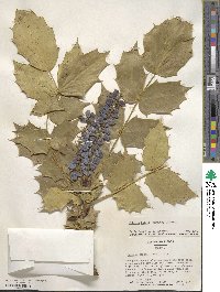 Mahonia bealei image