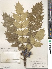 Mahonia bealei image