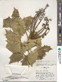 Mahonia bealei image