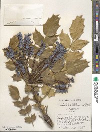 Mahonia bealei image