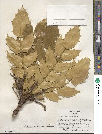 Mahonia bealei image