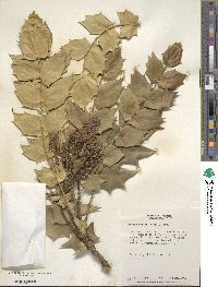 Mahonia bealei image