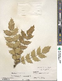 Mahonia bealei image