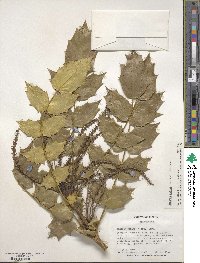 Mahonia bealei image