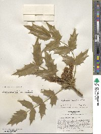 Mahonia bealei image