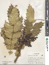 Mahonia bealei image