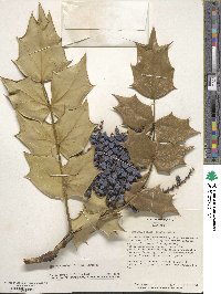 Mahonia bealei image