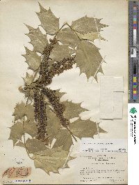 Mahonia bealei image