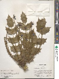 Mahonia bealei image