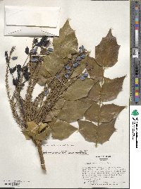 Mahonia bealei image