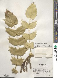 Mahonia bealei image