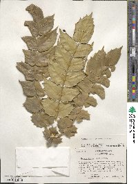 Mahonia bealei image