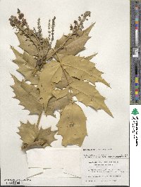 Mahonia bealei image