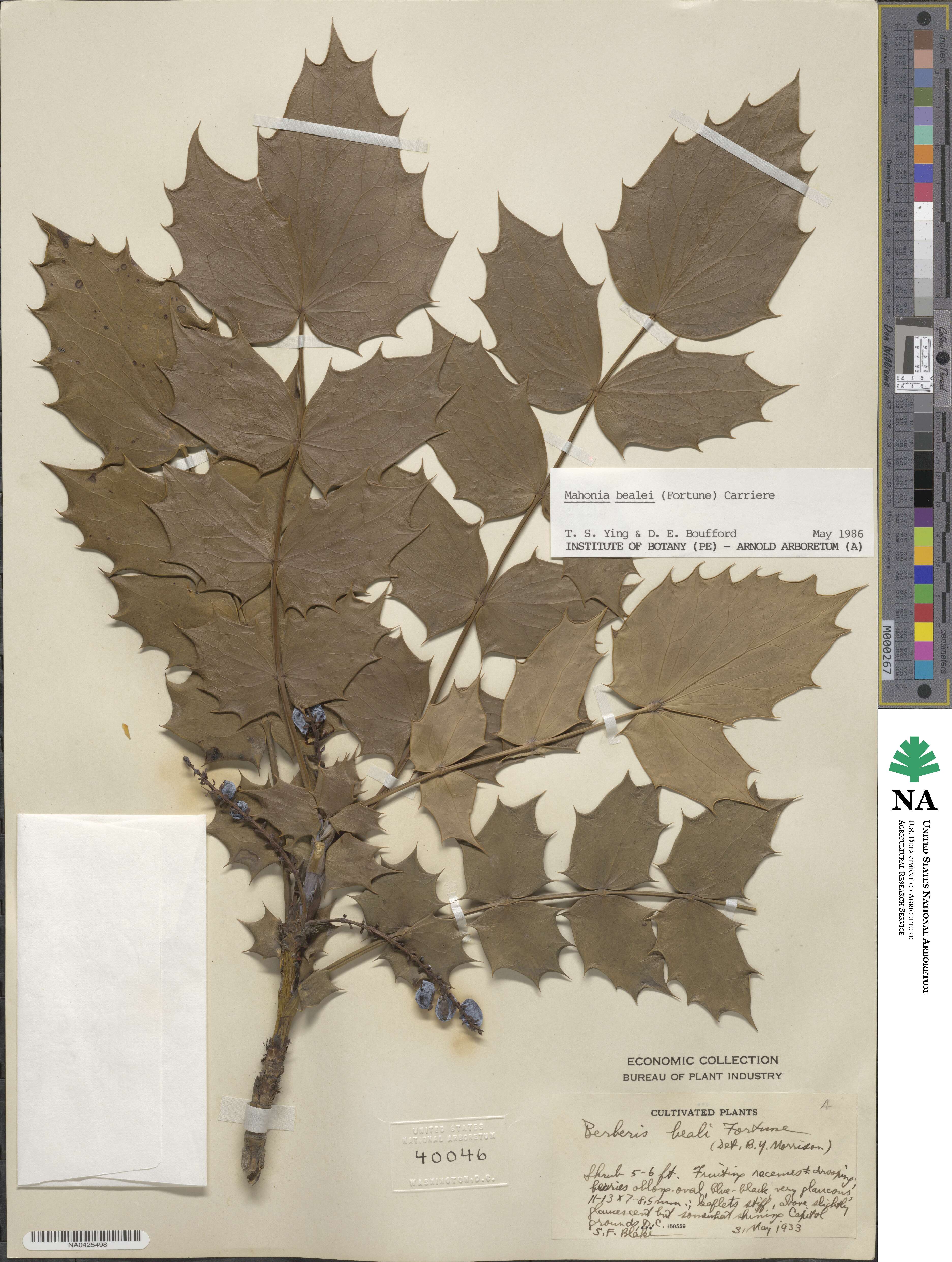 Mahonia bealei image