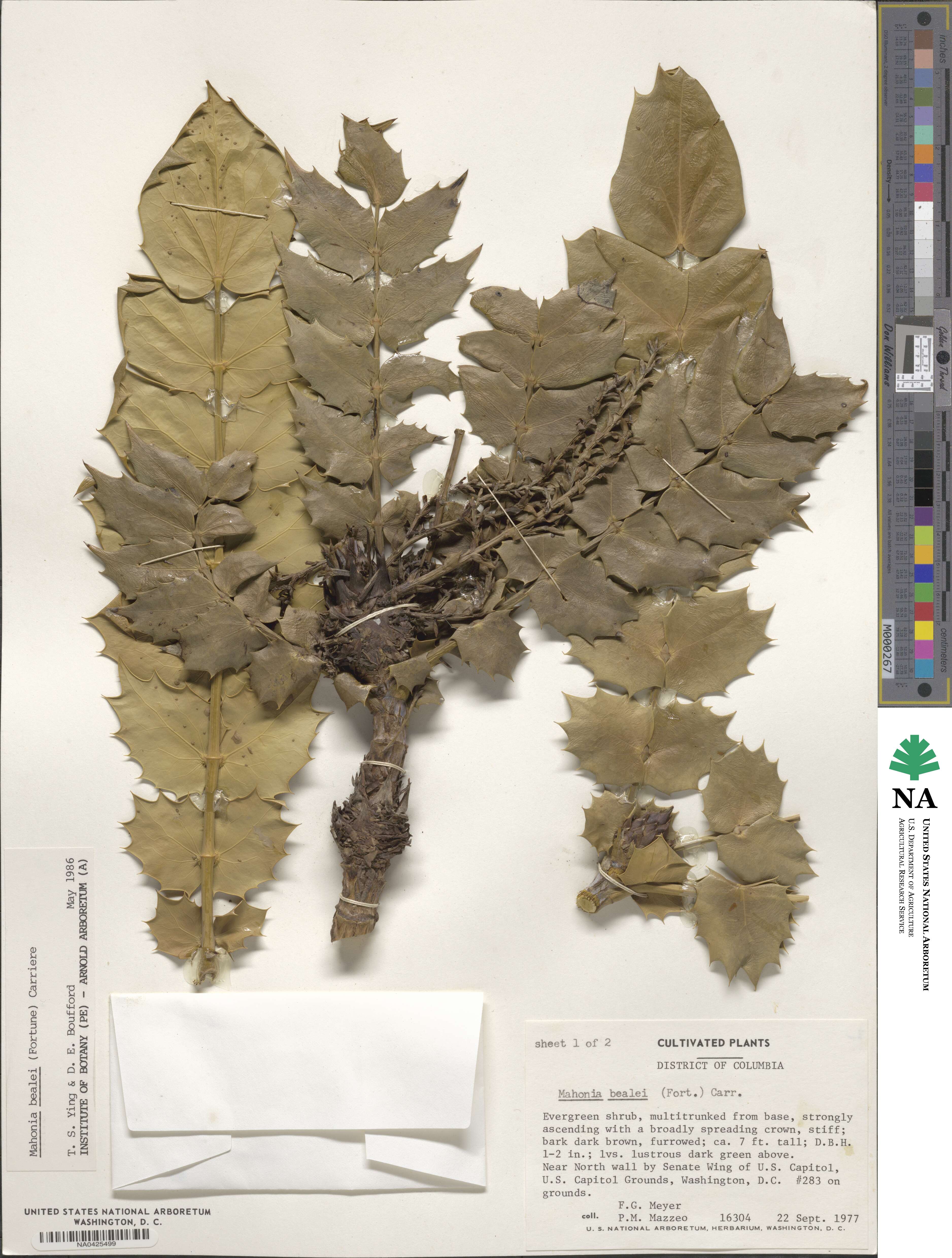 Mahonia bealei image