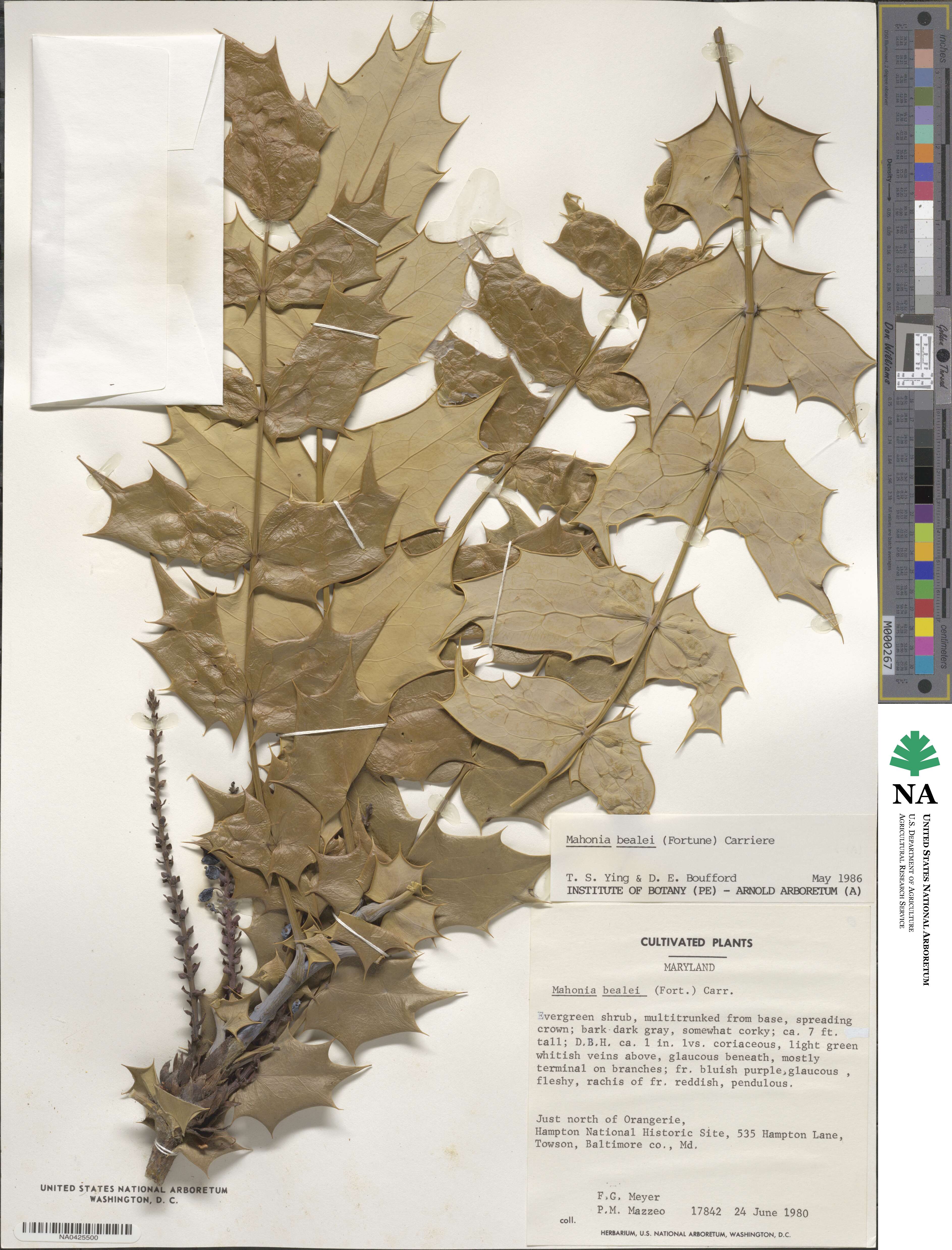 Mahonia bealei image