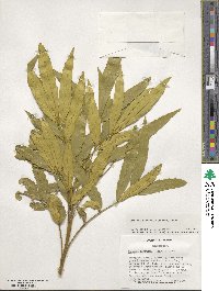 Mahonia fortunei image