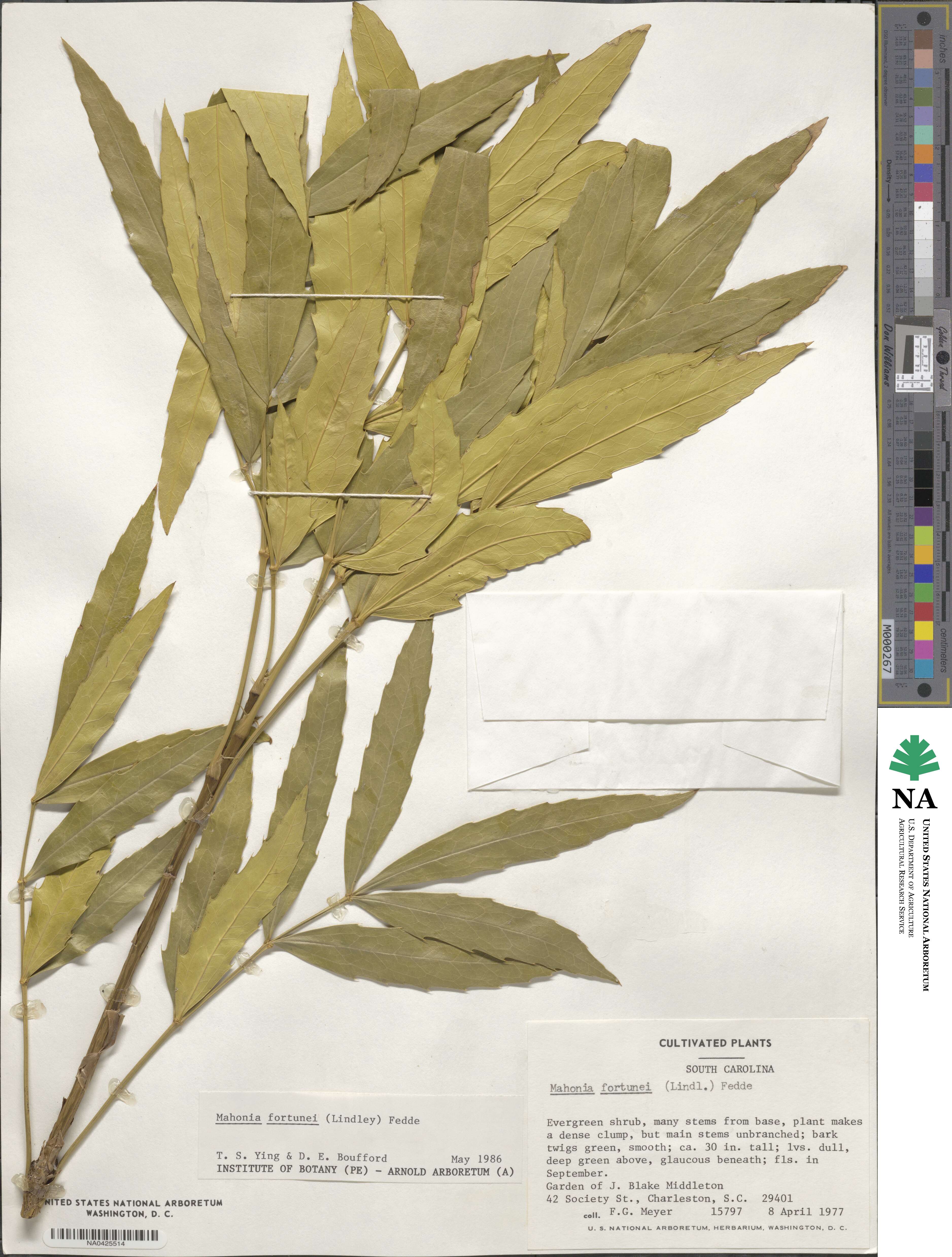 Mahonia fortunei image