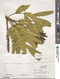 Mahonia fortunei image