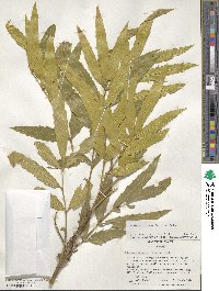 Mahonia fortunei image