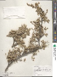 Alloberberis fremontii image