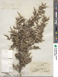 Alloberberis fremontii image