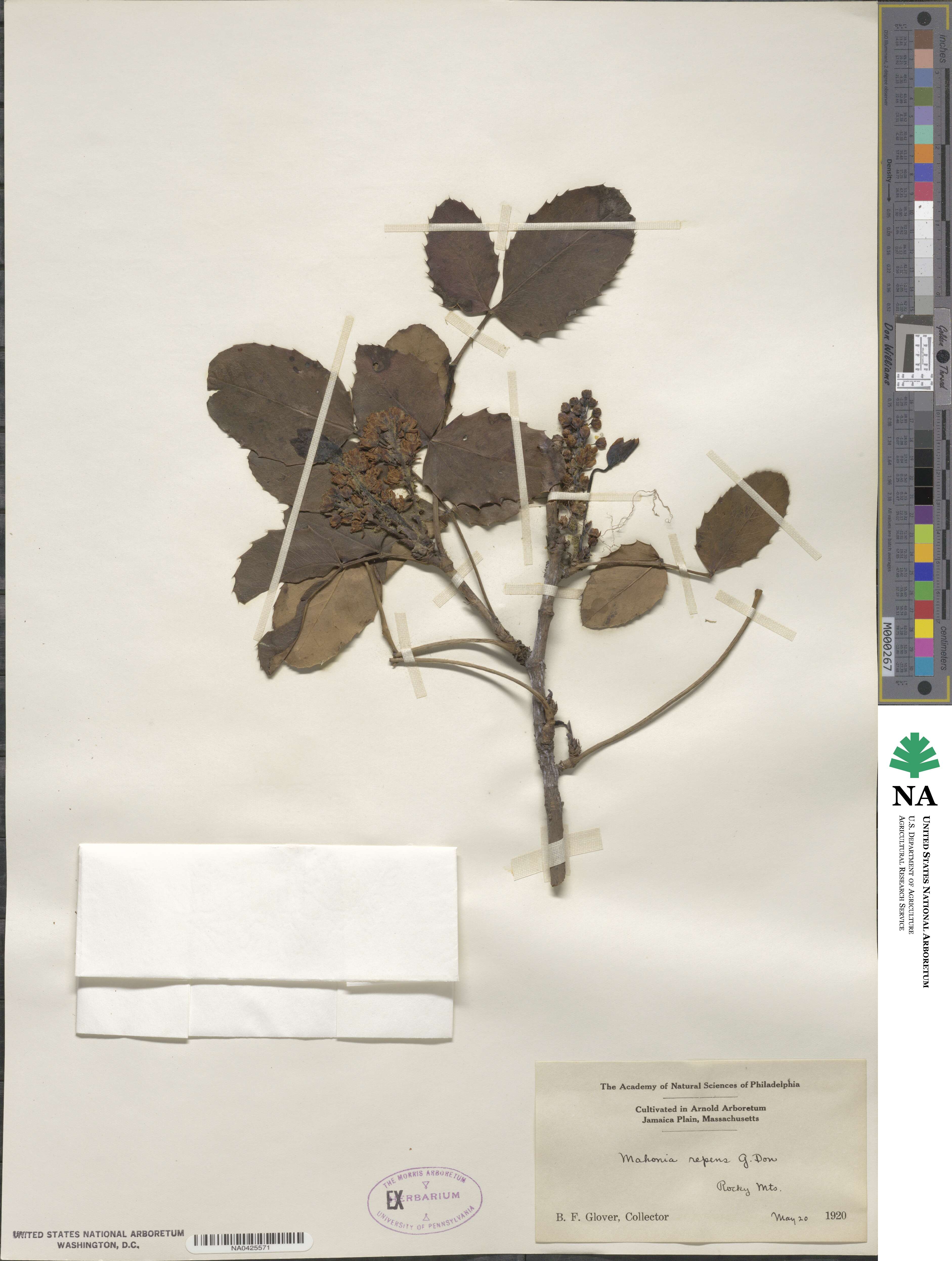 Mahonia repens image