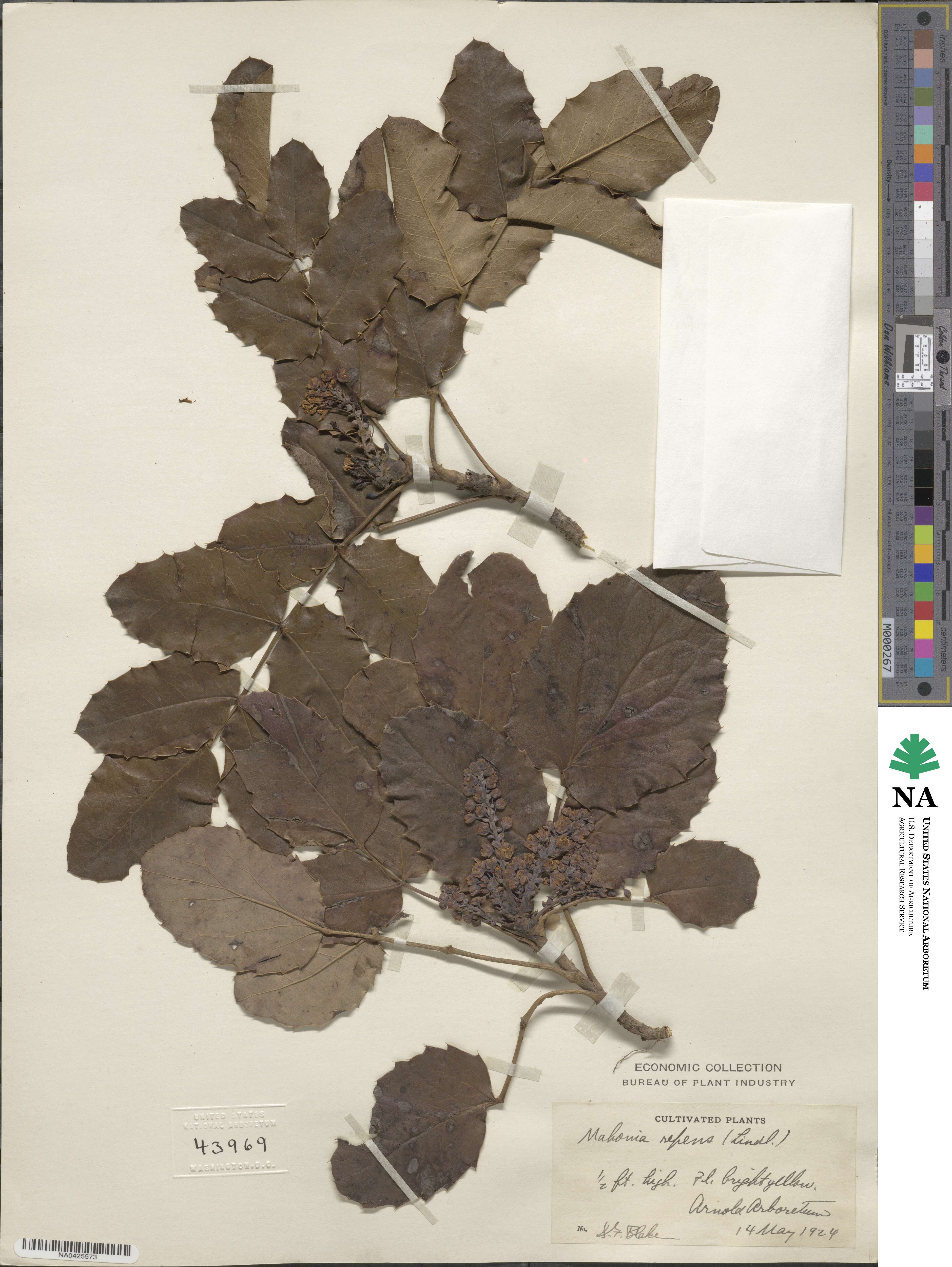 Mahonia repens image